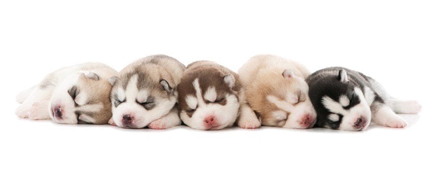 Husky Pups