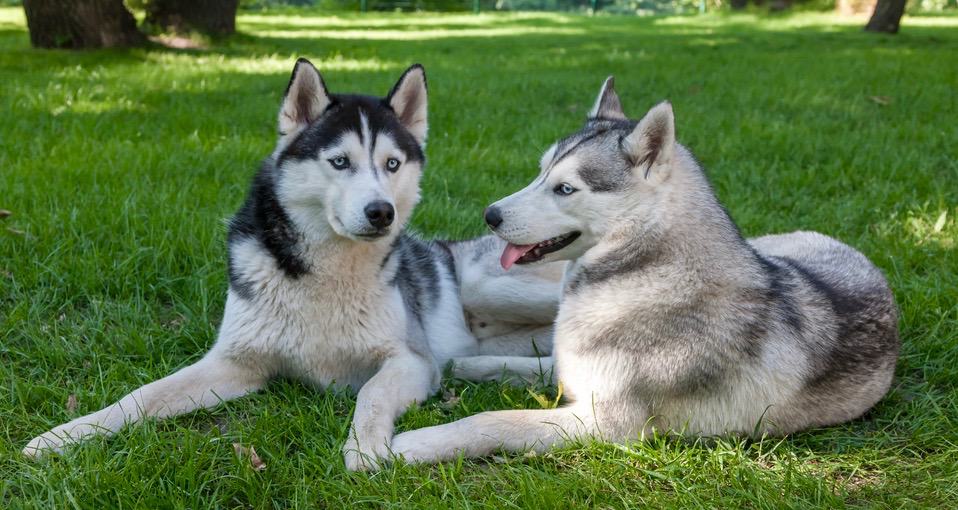 Husky Socialization 