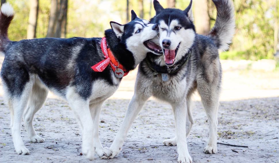 how much should my 3 year old female husky weigh