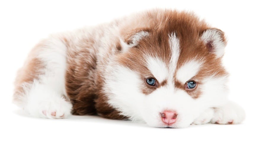 Siberian Husky Cost