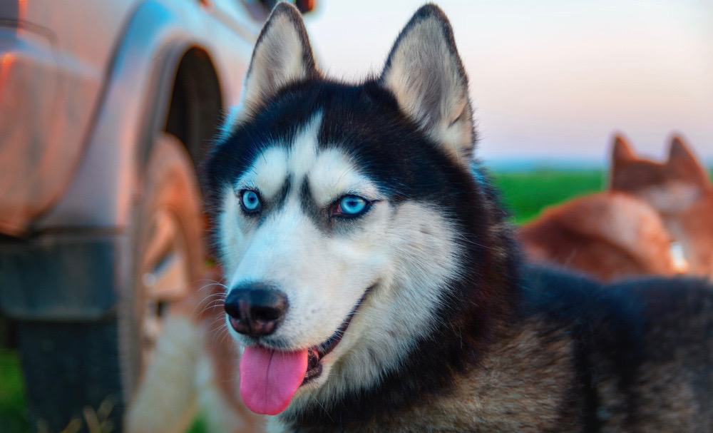 Husky Puppy Development