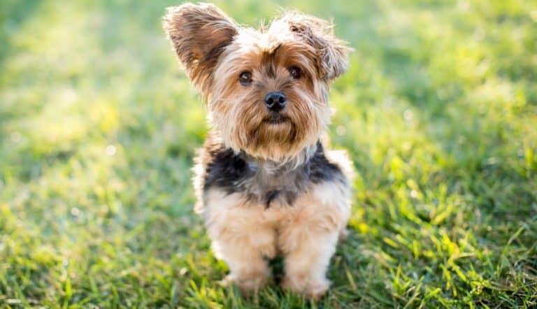 Yorkie Growth Chart (Weight & Size Chart) | When Do Yorkies Stop Growing