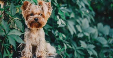 Yorkie Growth Chart