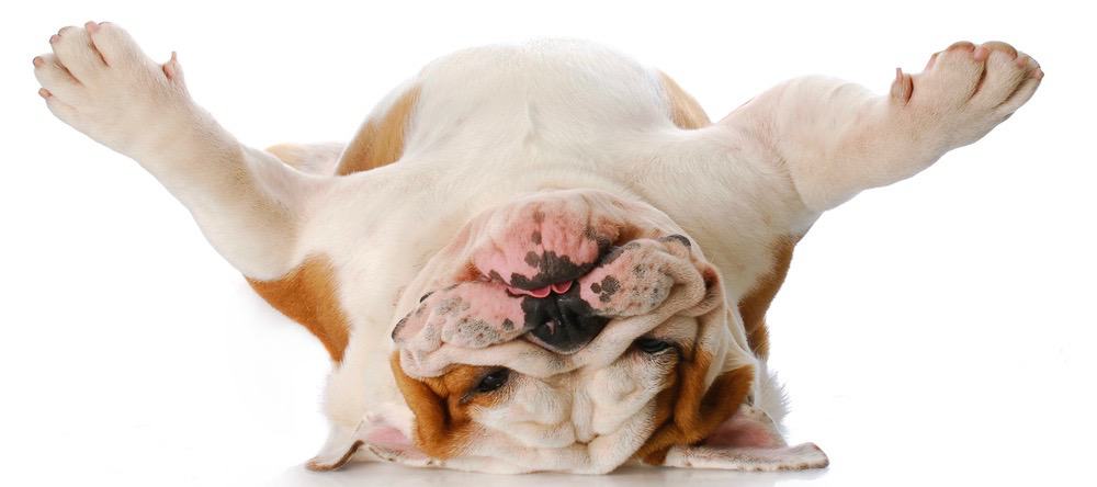 English Bulldog Development