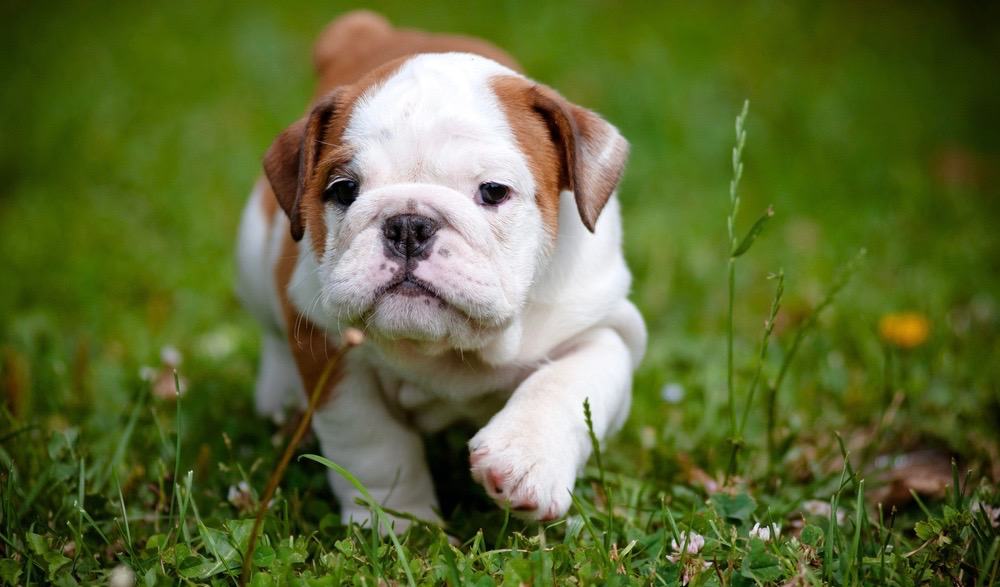 how much do miniature english bulldogs weigh