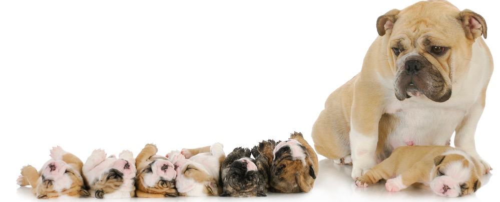 English Bulldog Pregnancy