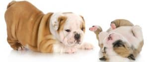 English Bulldog Growth Chart | Bulldog Puppy Weight Chart