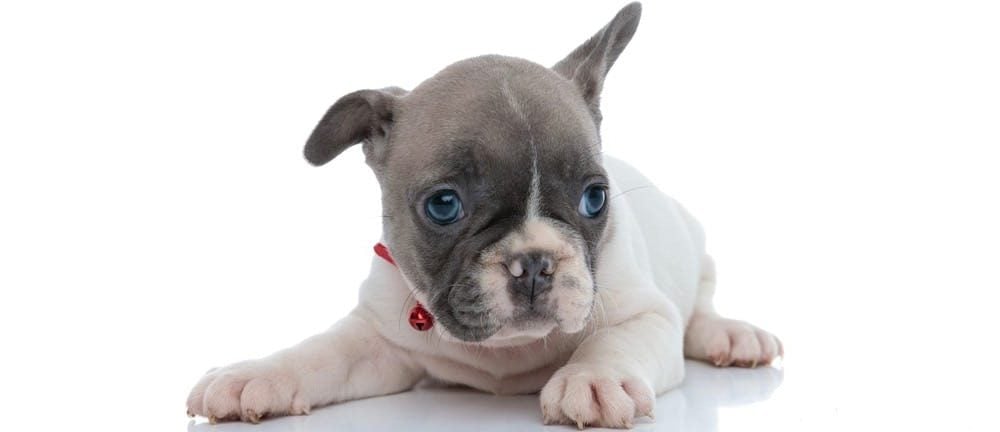 French Bulldog Development