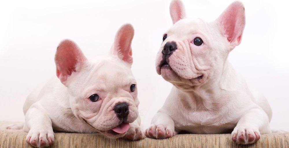 French Bulldog Growth