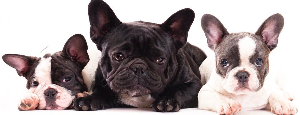 40 Top Pictures French Bulldogs Are They Smart / French Bulldog - Playful and Smart | French bulldog ...