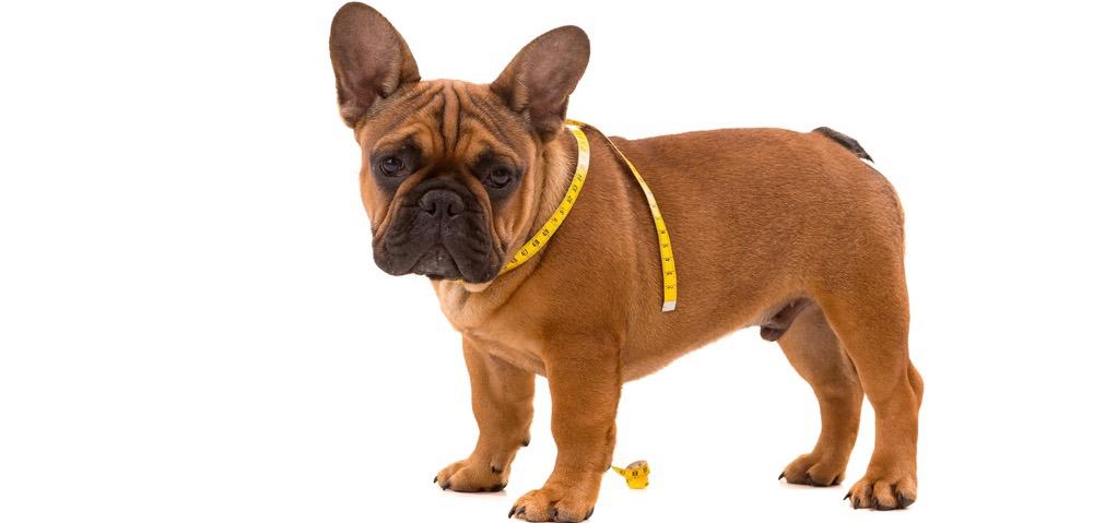 French Bulldog Weight