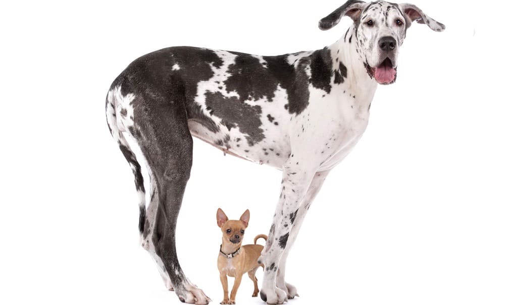 how tall does a great dane get