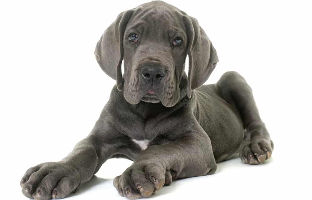 Great Dane Growth Chart | When Do Great Danes Stop Growing