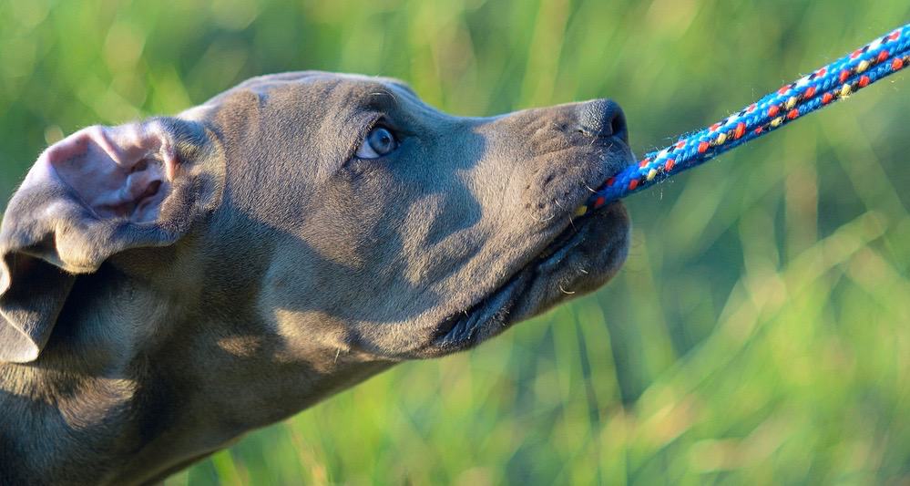 Great Dane Puppy