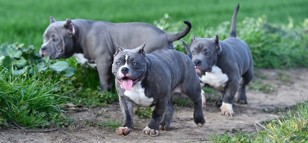 6 week old pitbull puppy weight