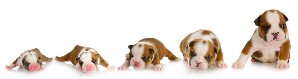 how long is a british bulldog pregnant for