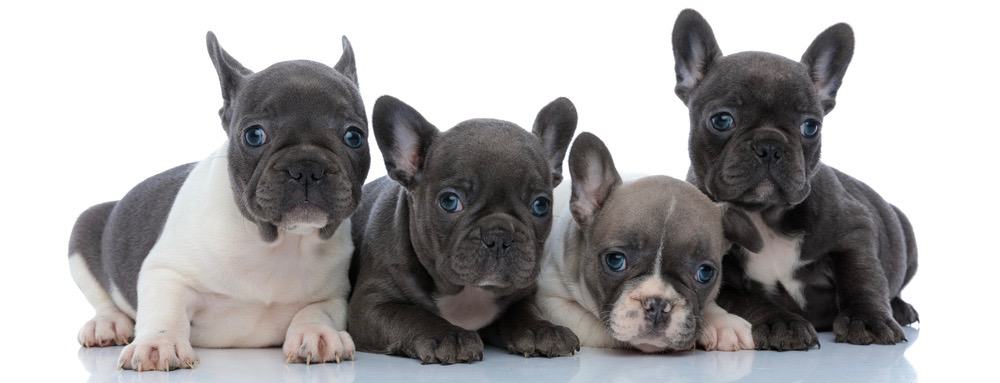 are european french bulldogs bigger