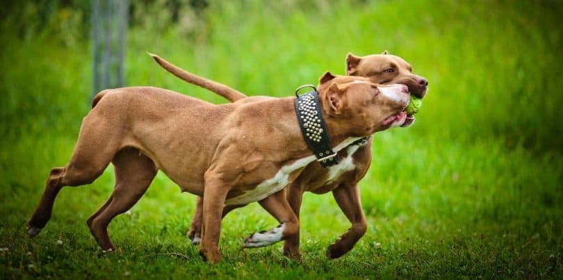 Pitbull Growth Chart & Weight | When Do Pitbulls Stop Growing