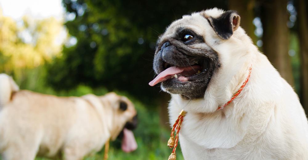 Pug Growth Stages