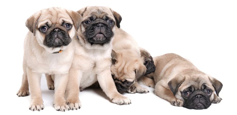 Pug_Puppies_Growth