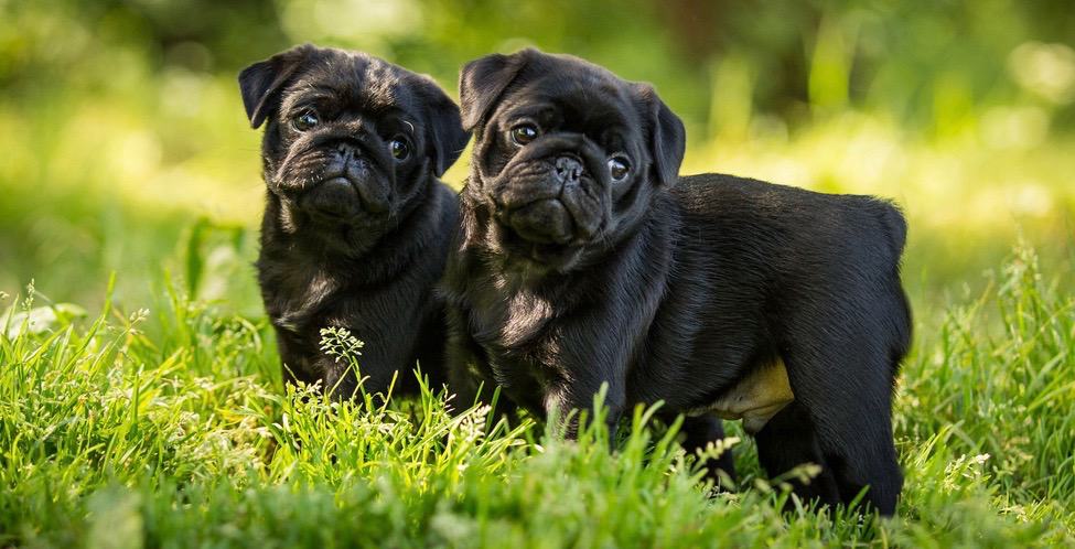 Pugs Development Stages