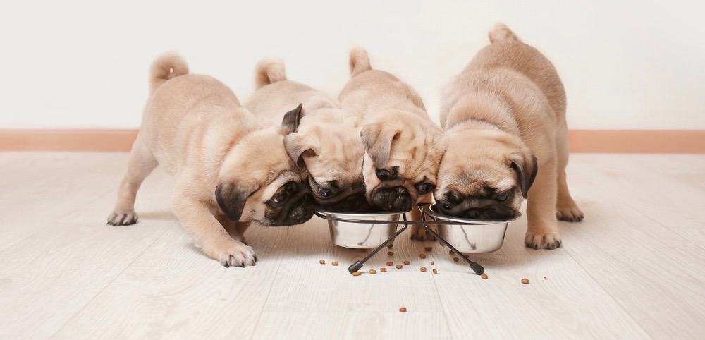 Pugs Right Weight