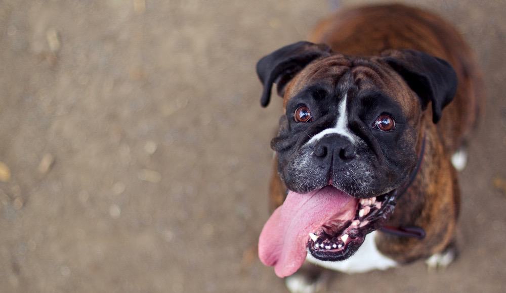 Boxer-Entwicklung