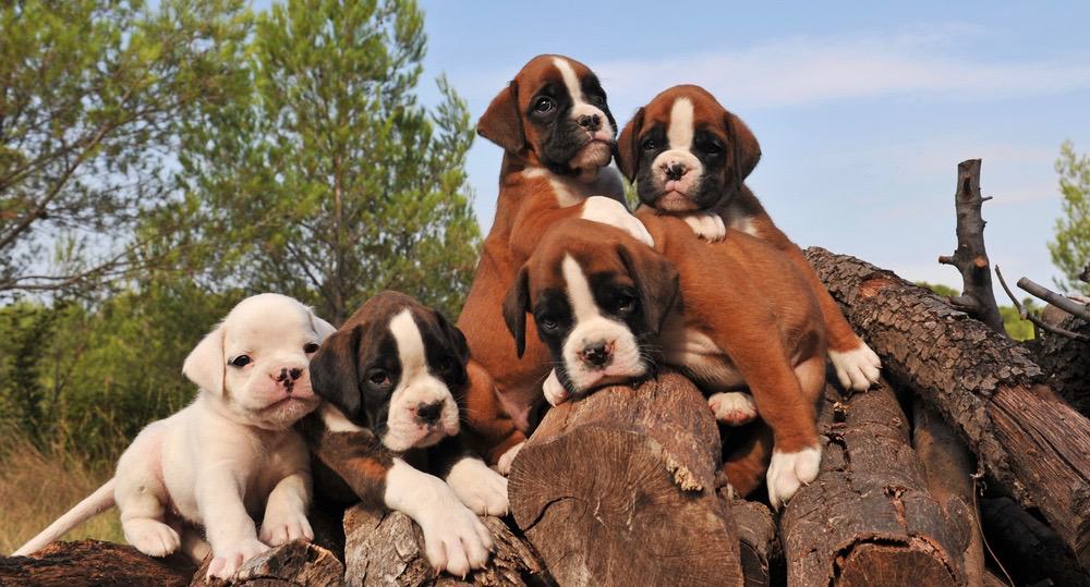 how much should a boxer puppy eat a day