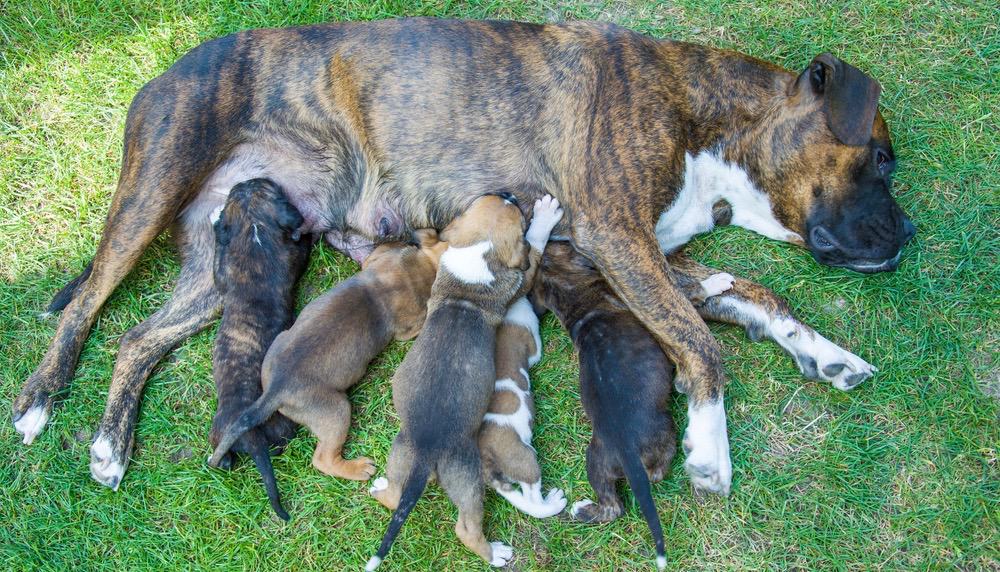 Boxer Pregnancy