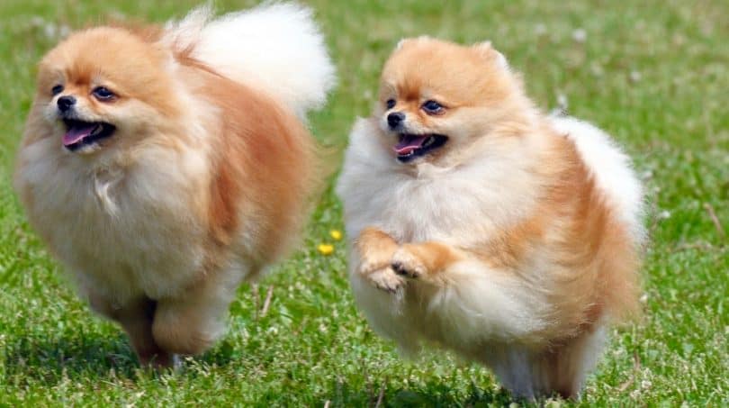 Pomeranian Growth Chart Pomeranian Weight Size Chart