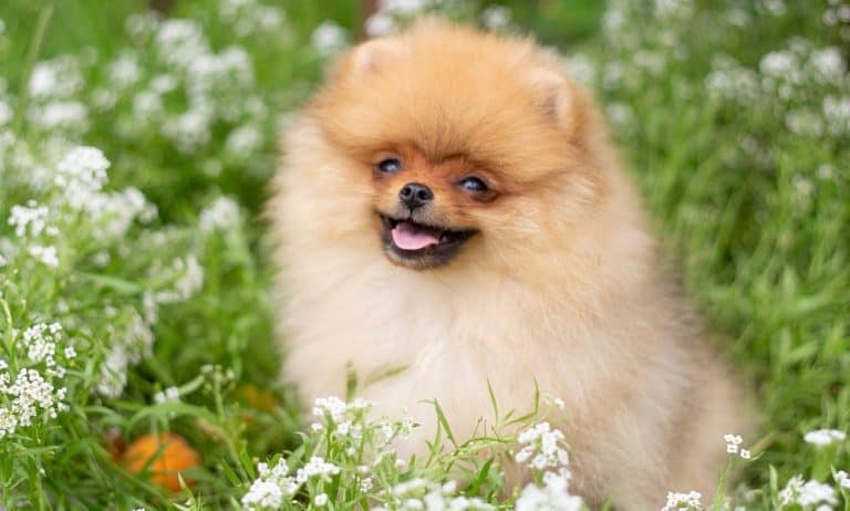 Pomeranian Growth Chart Pomeranian Weight Size Chart