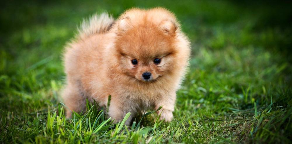 Pomeranian Weight Age Chart - Pets Lovers