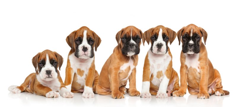 Boxer Growth Chart | Boxer Puppy Weight & Size Chart