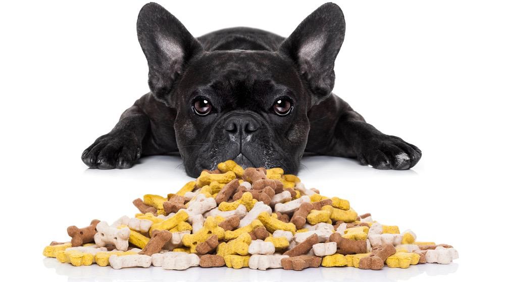 Best Dog Food For French Bulldog Puppies 