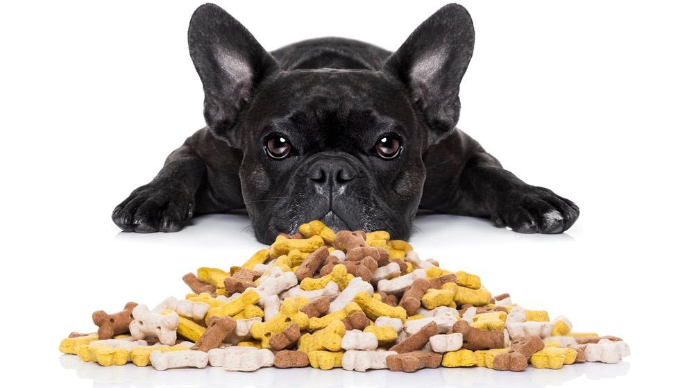 best snacks for french bulldogs