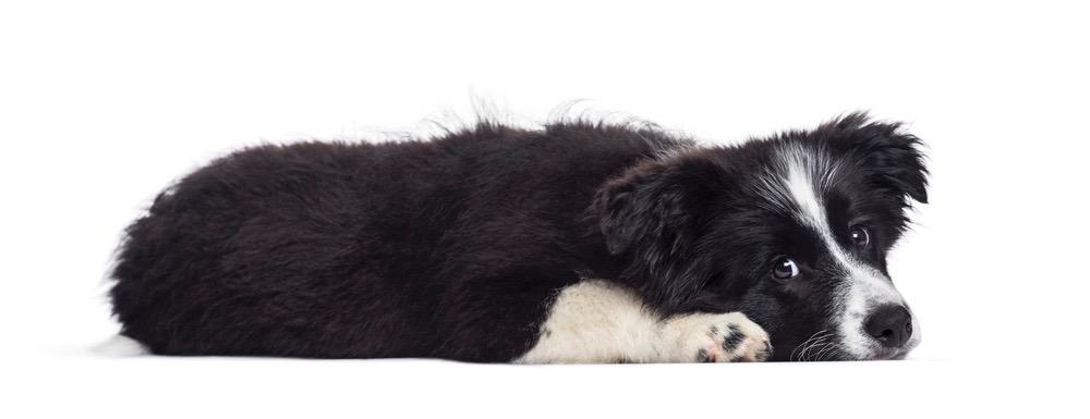 Desarrollo de Border Collie