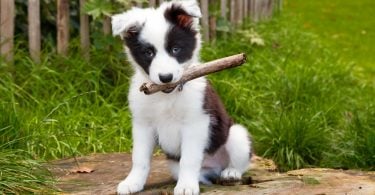 Border Collie Growth Chart