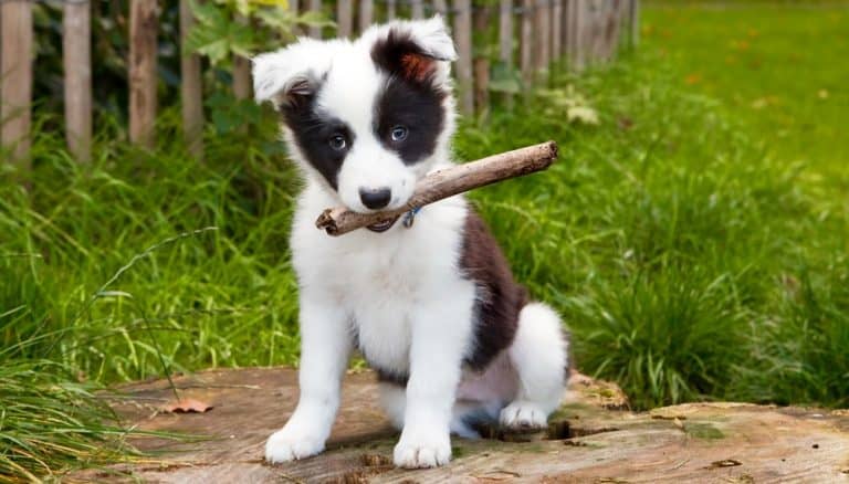Border Collie Growth Chart (Weight & Size Chart) – When Do Border Collies Stop Growing?