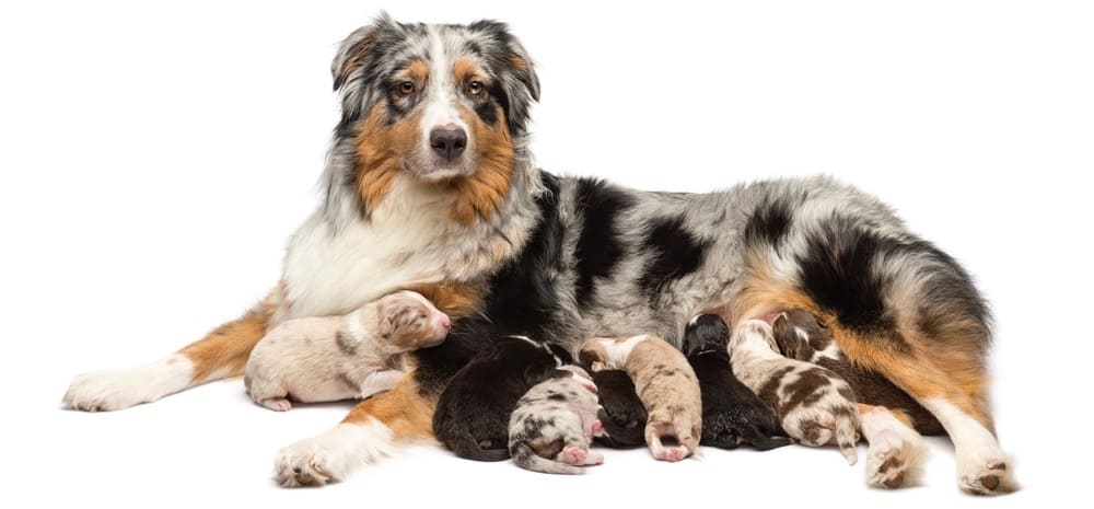 Grossesse du Border Collie