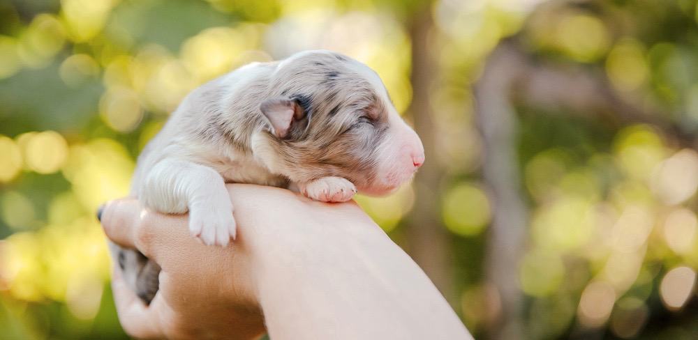 Border Collie Peso grafico