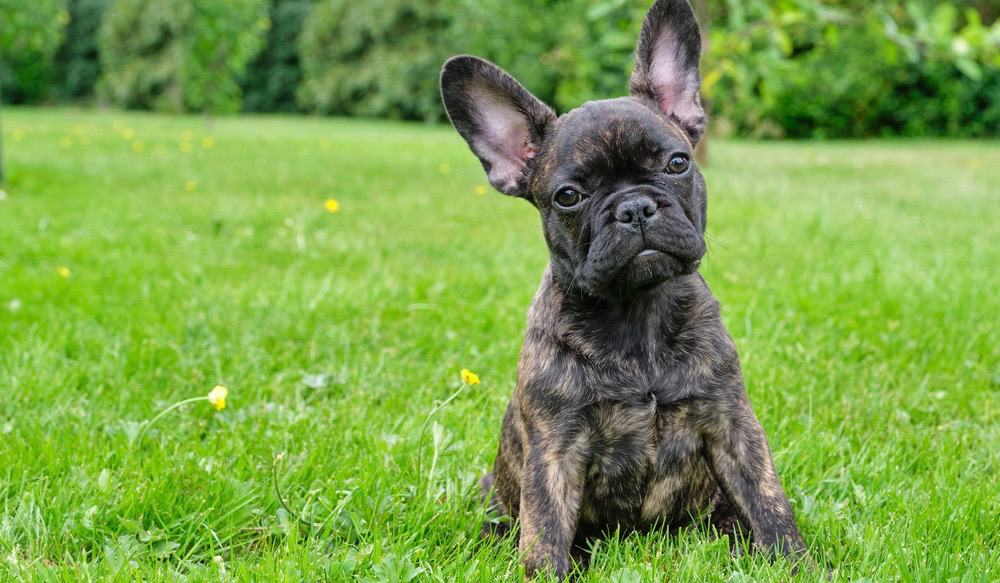 French Bulldog Feeding