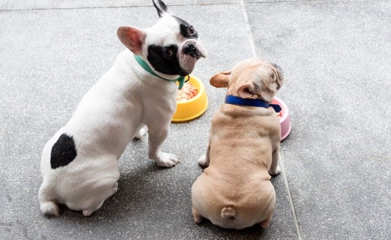 5 Week Old French Bulldog Puppy Feeding Schedule