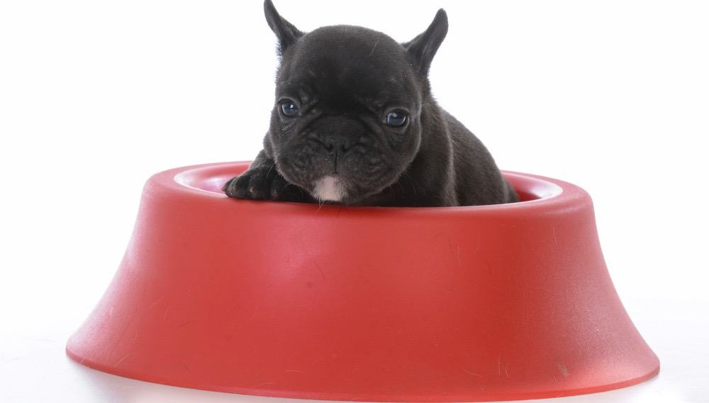 Mini French Bulldog