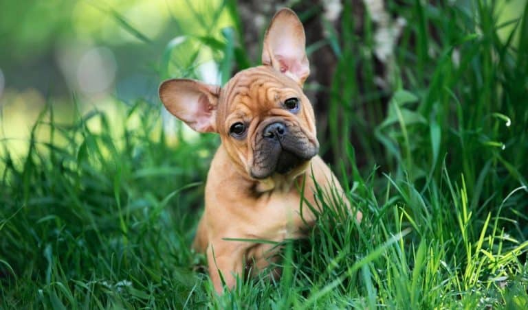 How Much To Feed A French Bulldog Puppy? Frenchie Feeding Chart