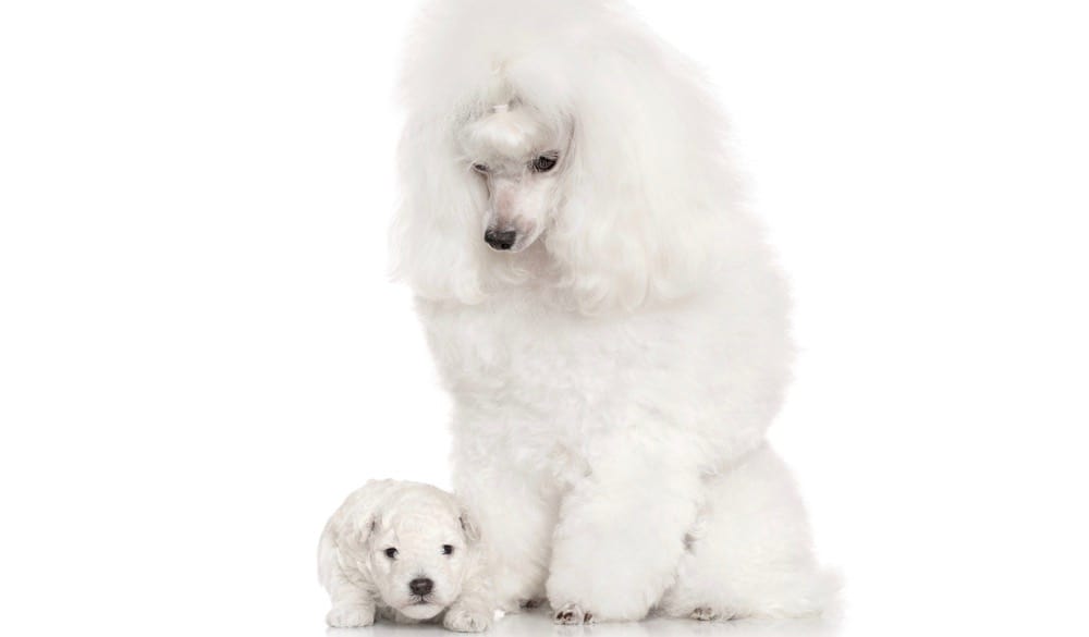 Poodle Pregnancy