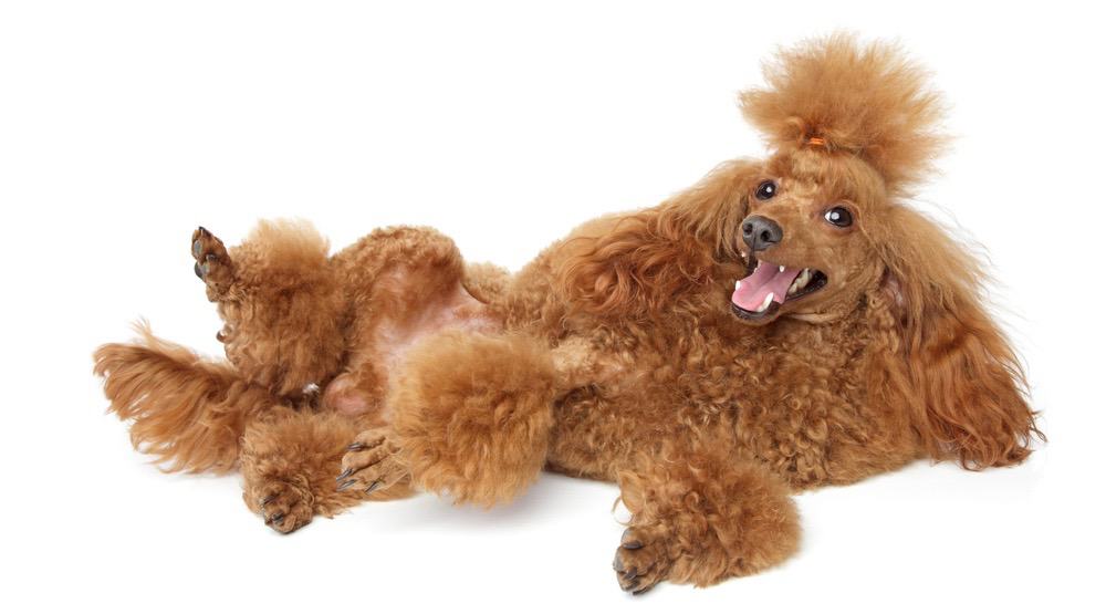 how much should a toy poodle weigh at 6 weeks