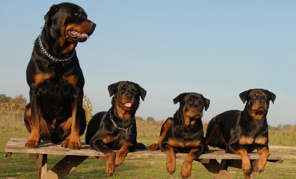 Rottweiler Growth Chart Weight Chart & Size Chart