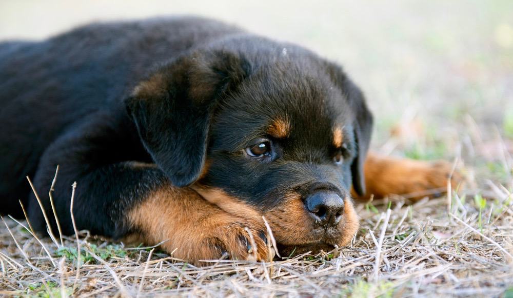 what is the ideal weight for a female rottweiler