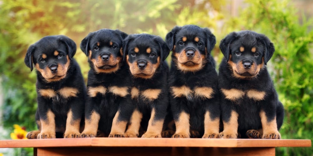 how big should a female rottweiler be at 8 months