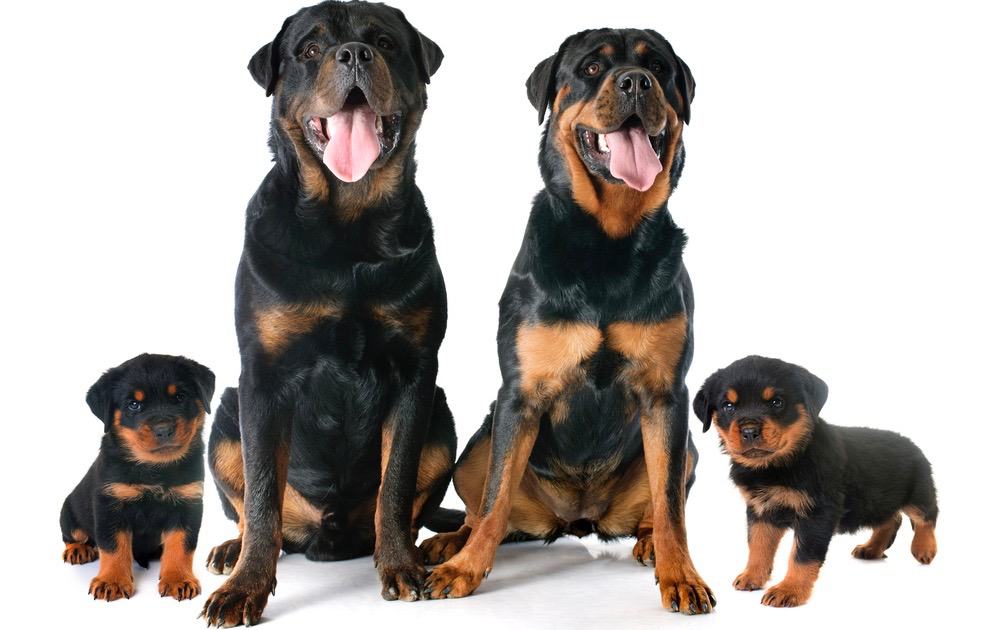 how tall is a full grow female rottweiler